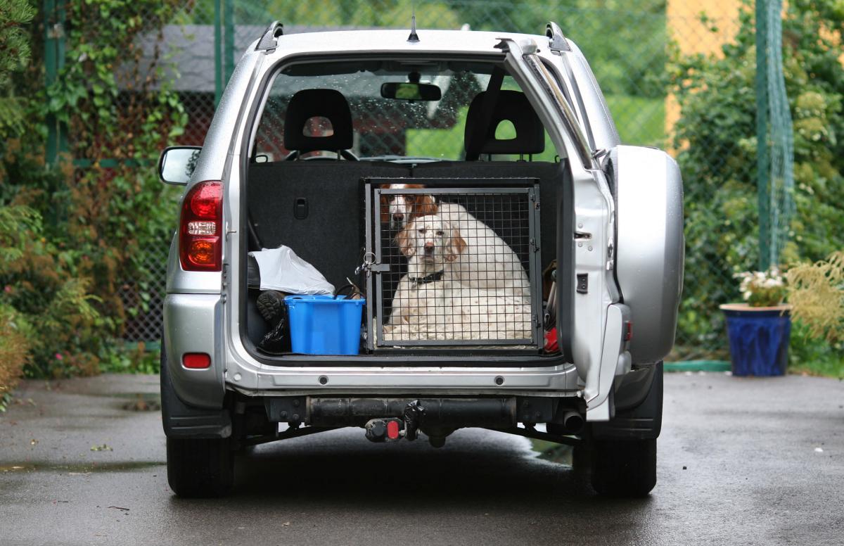 Le transport des animaux en voiture en toute sécurité - digiSchool
