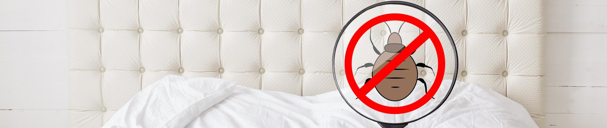  Punaises de lit : comment ne pas en être victime ?